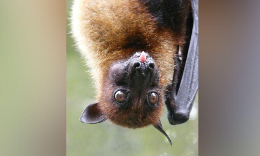 Гигантская летучая лисица. Фото © Википедия