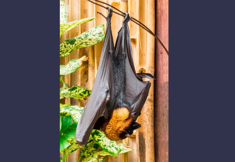 Гривастий ацедорон. Фото © Shutterstock