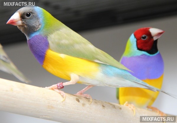 Породы попугаев для домашнего содержания с фото
