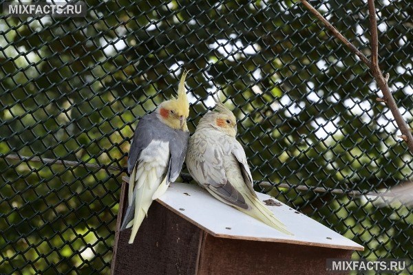 Породы попугаев для домашнего содержания с фото