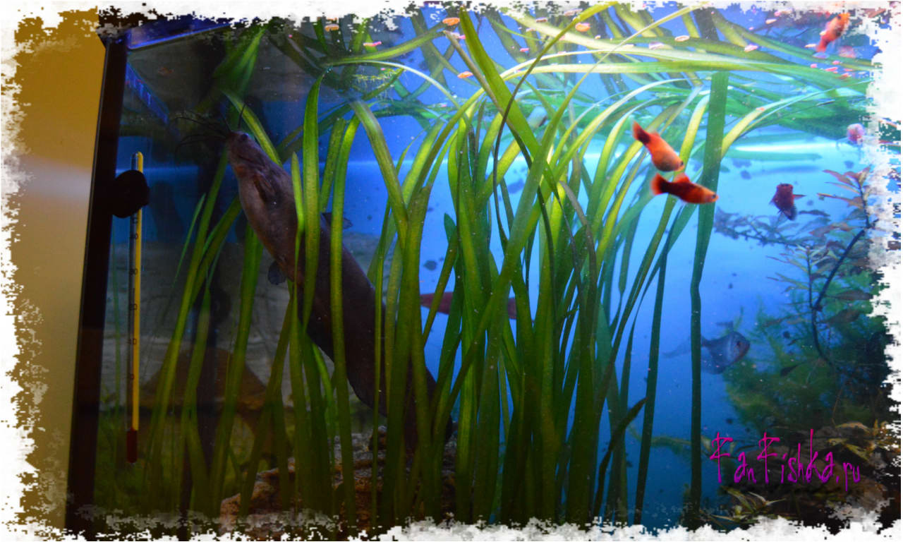 Совместимость Данио с другими рыбками: гуппи, барбусы, тернеции, петушки или скалярии, с кем уживаются в одном аквариуме лучше всего, стоит ли подсаживать креветок