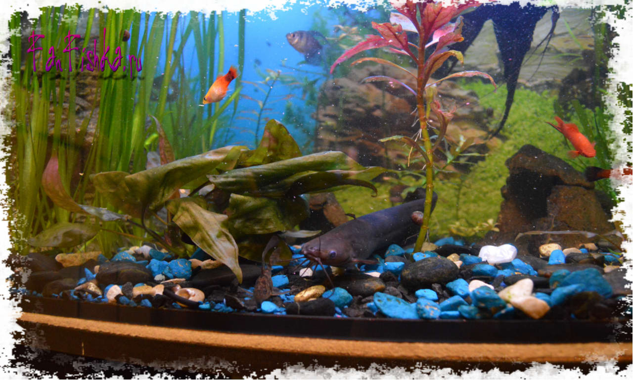 Совместимость Данио с другими рыбками: гуппи, барбусы, тернеции, петушки или скалярии, с кем уживаются в одном аквариуме лучше всего, стоит ли подсаживать креветок