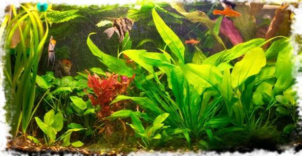 совместимость рыб-ангелов и мечников