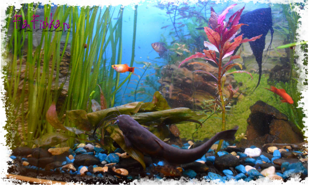 мешок жаберных сомов и пецилий