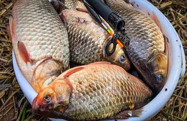 2 лучшие насадки на карпа - очень уловистый дуэт!