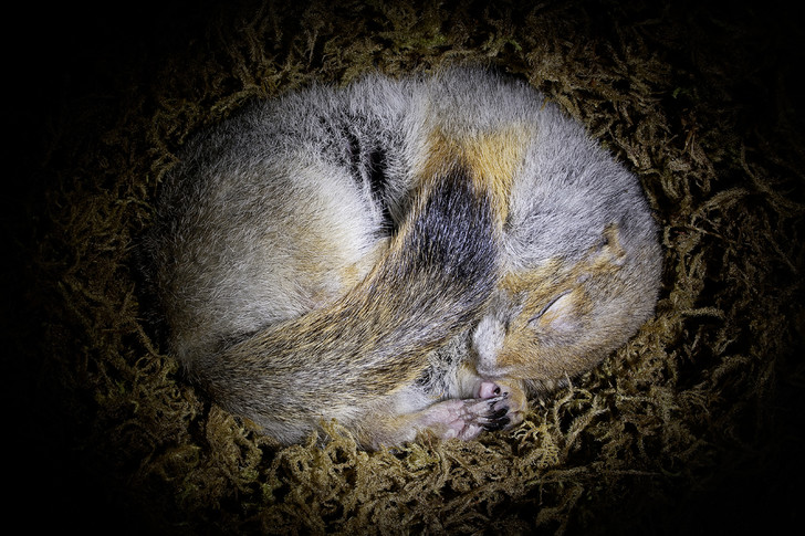 Пушистые и пернатые создания: как обитатели полярных широт выживают в холода