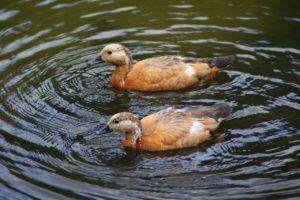 Огари в пруду