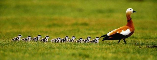 Самка рыжего осетра с птенцами