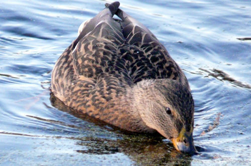 Кряква собирает пищу с поверхности воды