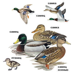 Тростниковые утки