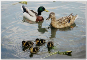 Кряква с потомством
