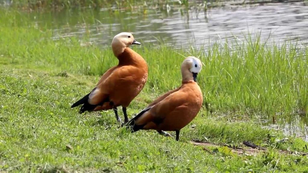 Самка и самец утки