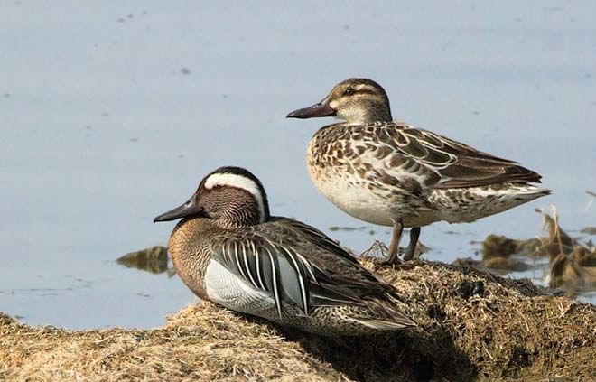 Бирюзовый хрустящий дракон (с белой полосой на голове) и утка
