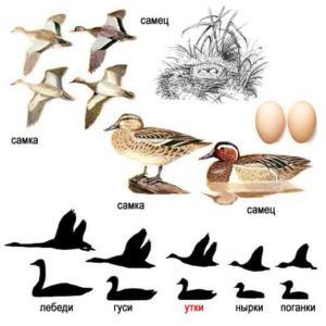 Сине-зеленое трескование (появление особей, молодняка, яиц и гнезд)