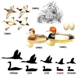 Рыжий нырок (селезень, утка, курица и гнездо)