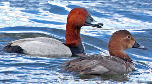 Рыжий нырок (дракон - с красной головой и глазами; и утка)