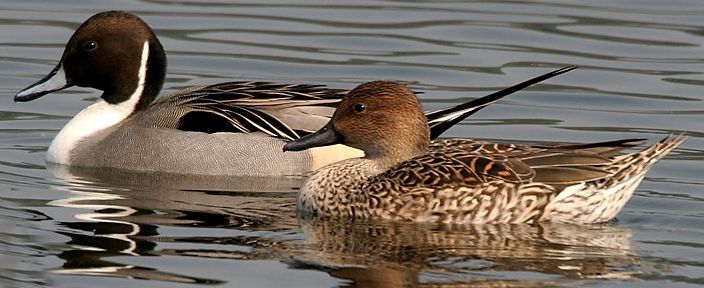 Шилохвост (воздушный змей слева - утка справа)