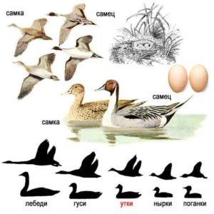 Шилохвост (внешний вид воздушного змея, утки и гнезда)