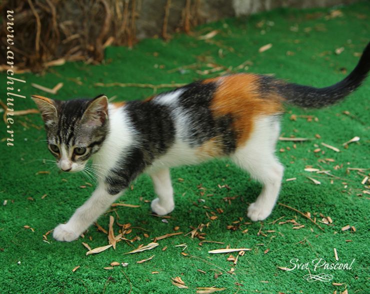 трехцветный котенок мечтает о счастье