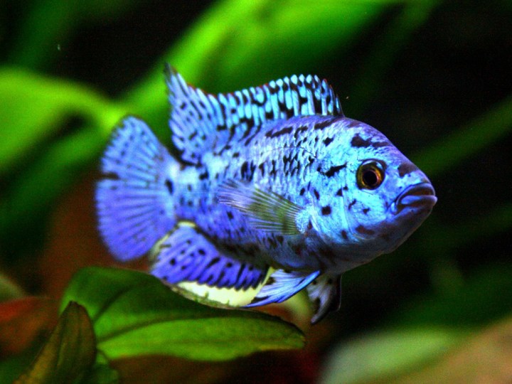 10 самых красивых аквариумных рыбок