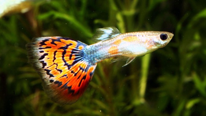 Красивые аквариумные рыбки: фото, самые лучшие в аквариуме, яркие, интересные, пресноводные