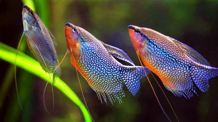 Красивые аквариумные рыбки: фото, самые лучшие в аквариуме, яркие, интересные, пресноводные