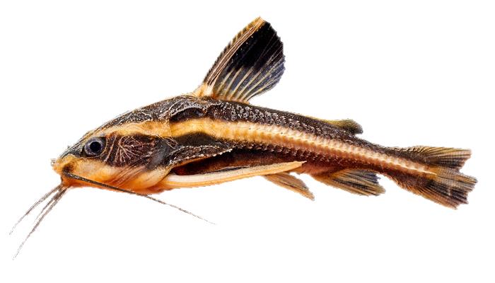 Платидорас 