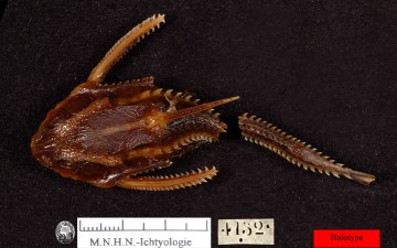 (Platydoras armatulus) строение 1