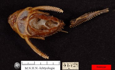 (Platydoras armatulus) строение 3