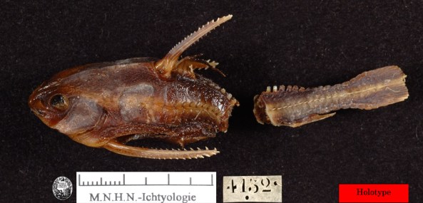 (Platydoras armatulus) строение 4