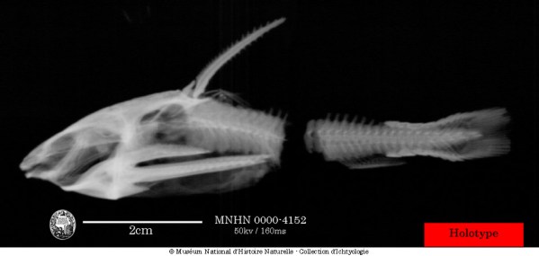 (Platydoras armatulus) строение 5