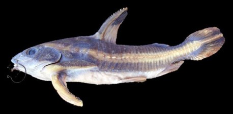 (Platydoras armatulus) строение