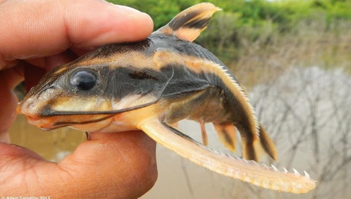 Платидорас 