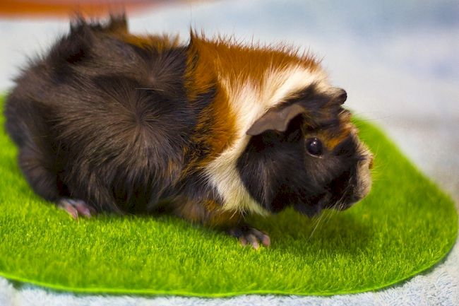 абиссинская морская свинка