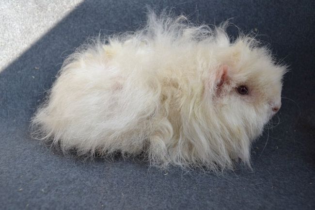 альпака морская свинка