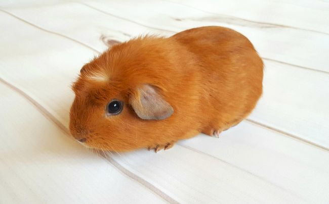 Американская хохлатая