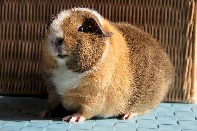 Американский плюшевый поросенок