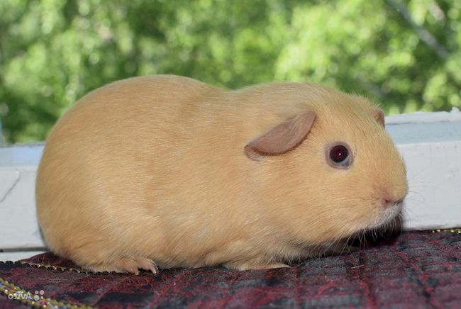 английское селфи морской свинки