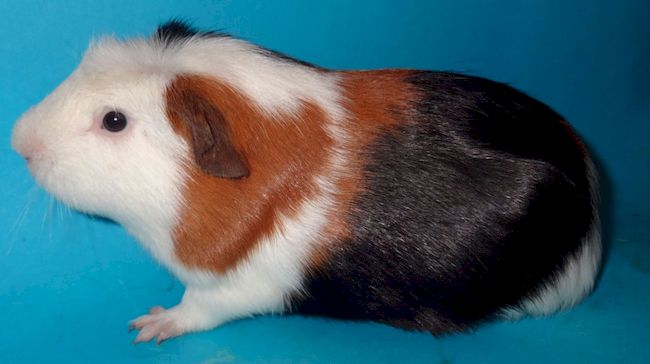 Английская цветная хохлатая свинья