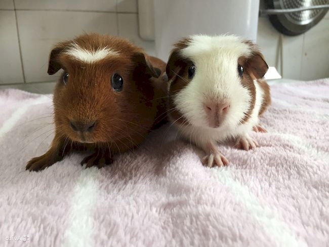 Английская гребённая свинья