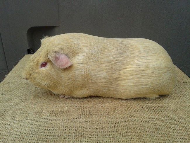 Серебряная морская свинка