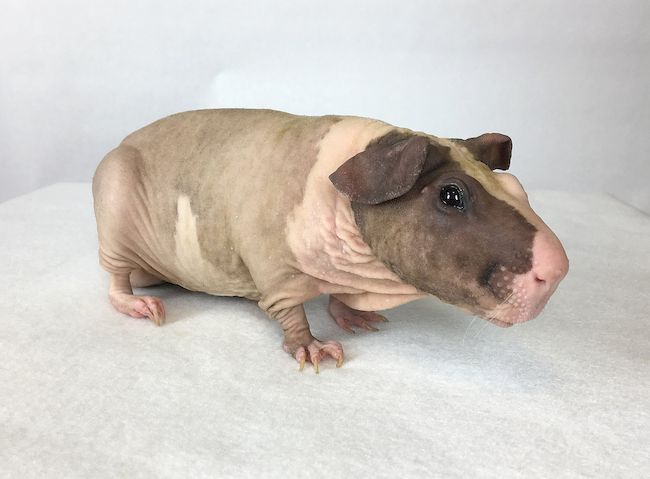 Морская свинка Болдуин