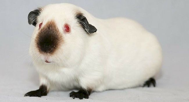 Гималайская морская свинка