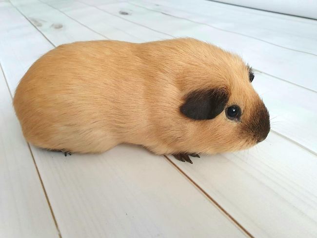 Калифорнийская морская свинка