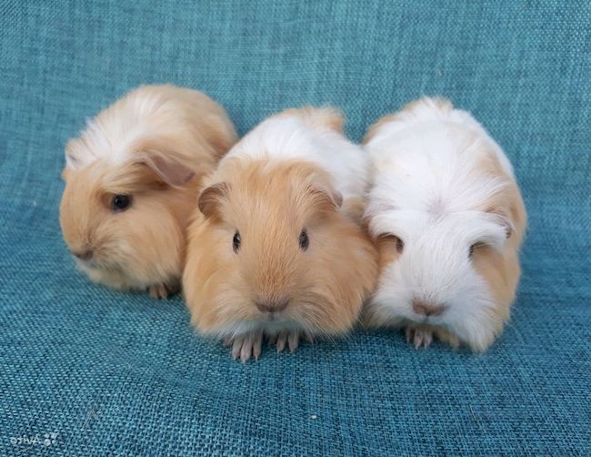 морская свинка