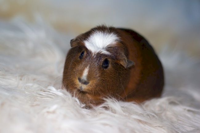 морская свинка хохлатая
