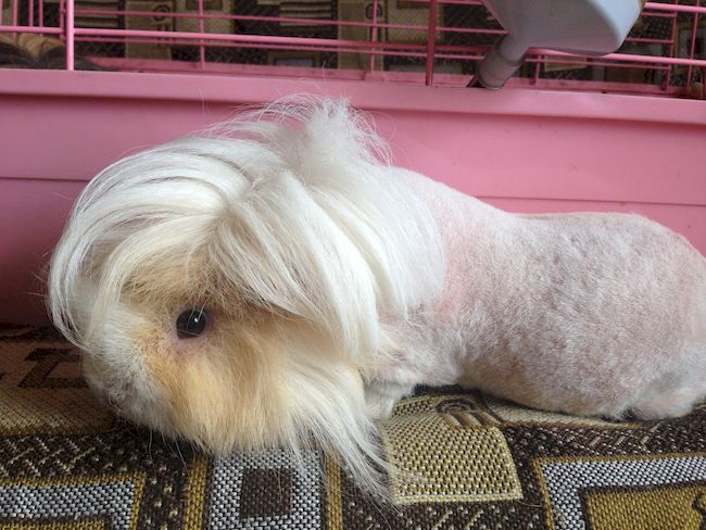 морская свинка Лункария