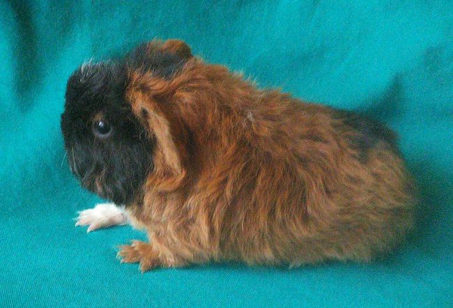 мериносовая морская свинка