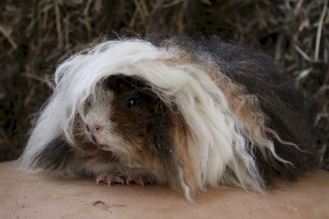 миниатюрная морская свинка