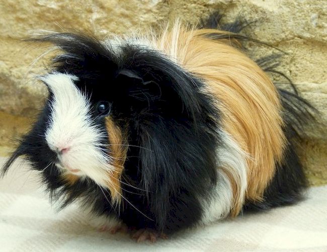 морская свинка мини як